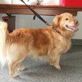 Vilniuje rastas auksaspalvis šuo