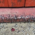 Vilniaus centrą užpuolė skraidančios skruzdėlės: gamtininkai sako, toks dabar metas