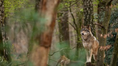 Apsaugai nuo vilkų – parama aptvarams ir aviganiams
