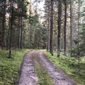 Tyrimas parodė, kaip iš tiesų tvarkomi miško keliai