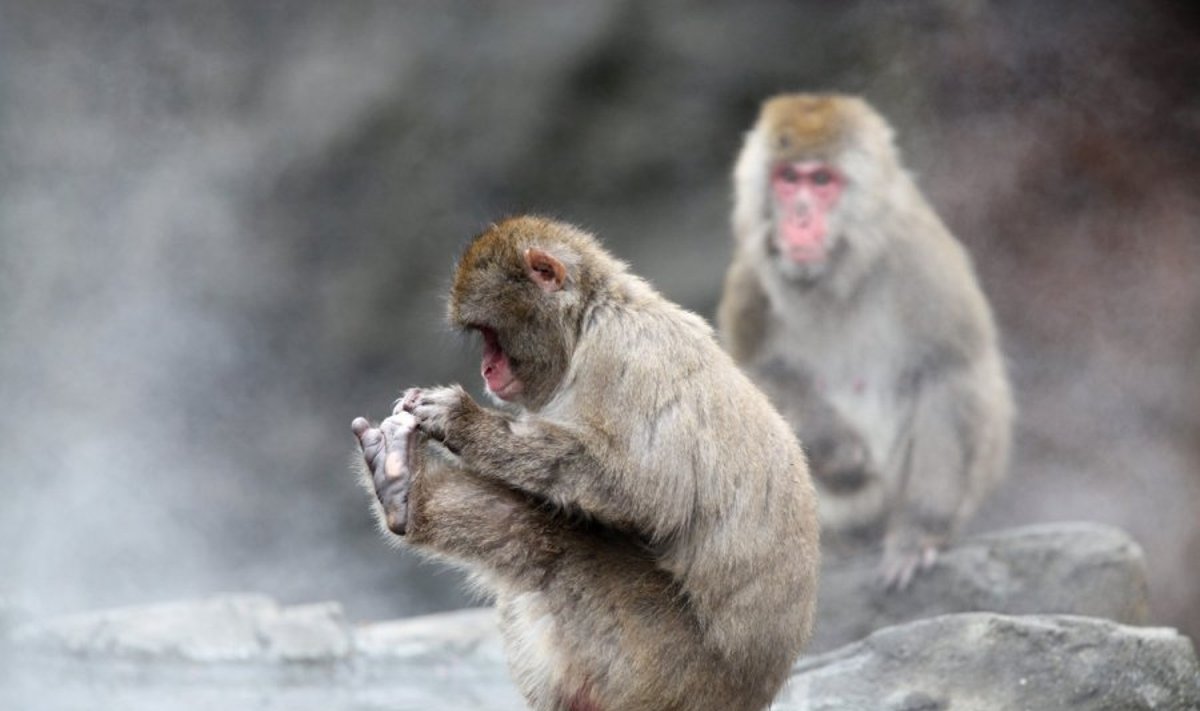 Japoninės makakos nuo šalčio gelbėjasi besiglausdamos prie gentainių ir nardydamos šiltose srovėse