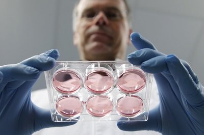 Štai tokiose petri lėkštelėse, galvijų embioniniame serume, laboratorijoje buvo užaugintas pirmas "dirbtinis" mėsainis