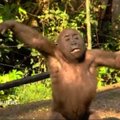 Gorilų jauniklė mokosi šokti: iškėlusi rankas sukasi voljere