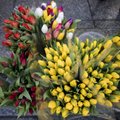 В Вильнюсе "зацвели" тюльпаны: сколько стоят цветы в праздник
