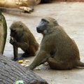 Lietuvė nufilmavo neįtikėtiną beždžionės elgesį