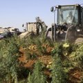 Libane ūkininkai granatsvaidžiais gynė kanapių laukus