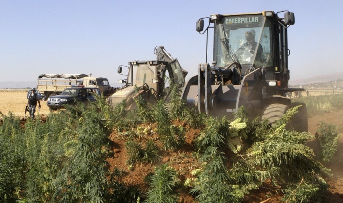 Libane naikinama marihuanos plantacija