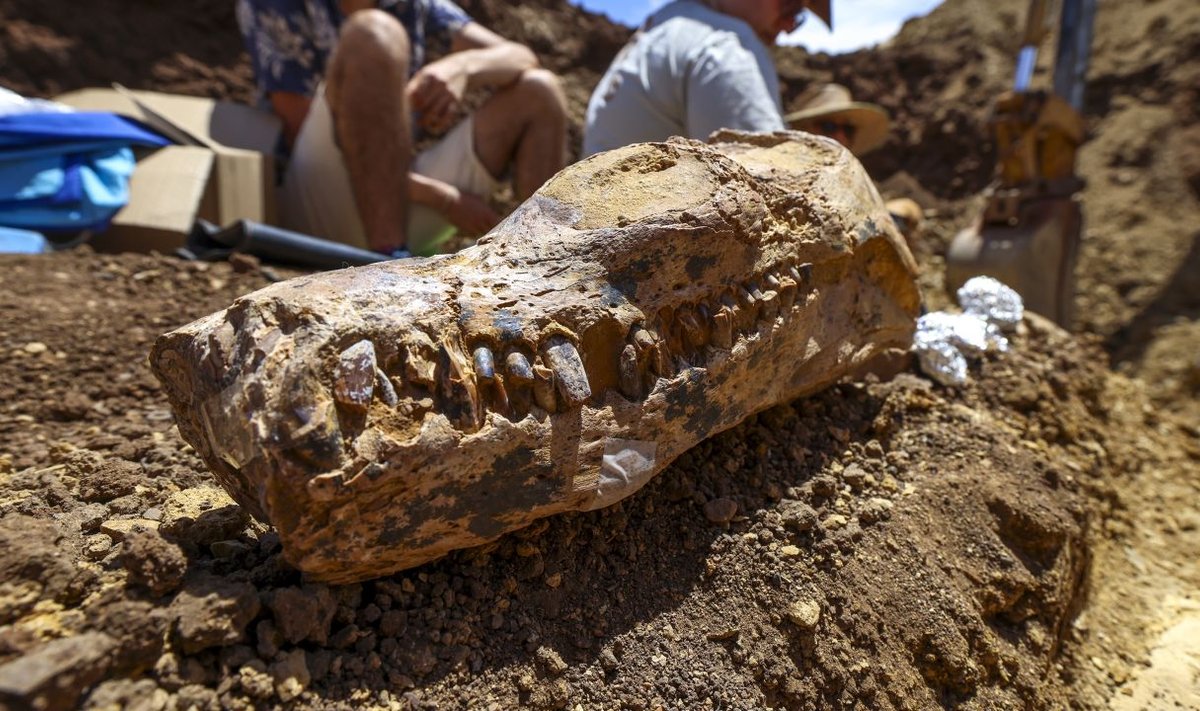 Padaro fosilijos priklauso 6 metrų ilgio ilgakalklio plesiozauro jaunikliui, dar vadinamam elasmozaurui. Queensland Museum nuotr.