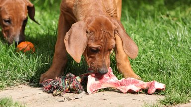 Šunų šėrimas RAW metodu – kiek mėsos šuniui duoti?