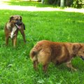 Du draugiški 5 mėn. šuneliai ieško namų