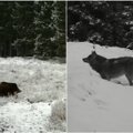 Miško gyventojams šaltis visai nebaisus: žvėrys nepraleido progos palakstyti po pusnis