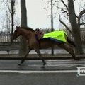 Paryžiaus gatvėmis šuoliavo pabėgęs žirgas Garibaldis