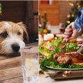 Gardus kąsnelis nuo stalo – menkas džiaugsmas augintiniui: dažną šunų šeimininkų įprotį būtina pamiršti