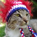 Kepurė katei - pagal charakterį