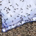 Gamtininkas: Vilnių puolusios skruzdės - normalus reiškinys