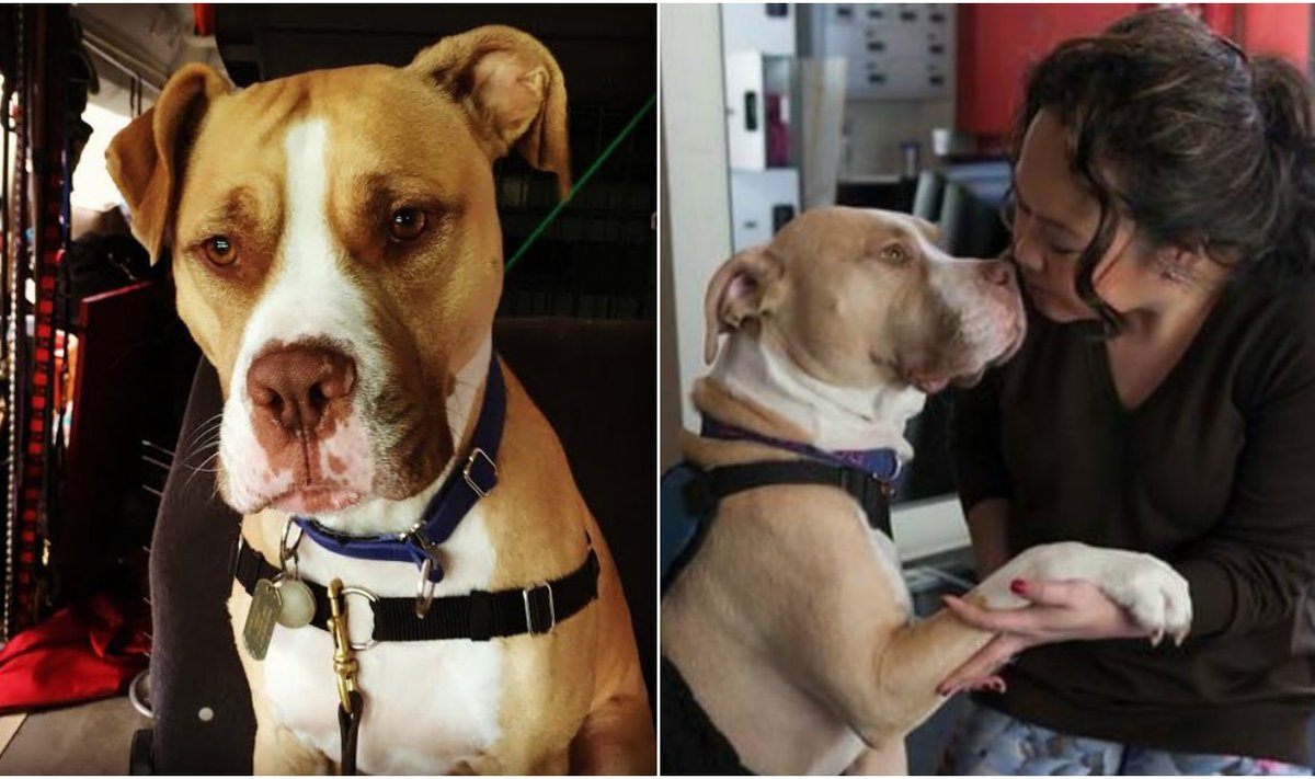 Terapinis šuo Koda padeda šeimininkei lengviau gyventi
