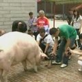 „Stebuklinga“ Kinijos kiaulė šventė dviejų metų išgelbėjimo po žemės drebėjimo sukaktį