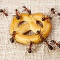 Kas atsitiko skruzdėms: tiek daug skundų dėl jų dar nebuvo