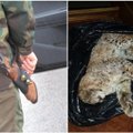 Du pasieniečiai įtariami neteisėta lūšių medžiokle
