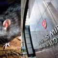 Šeštadienį į Vilniaus savivaldybės pastatą įsliūkino žiurkė