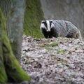 Barsukas iškrėtė staigmeną: dar ilgai tęsis žiema