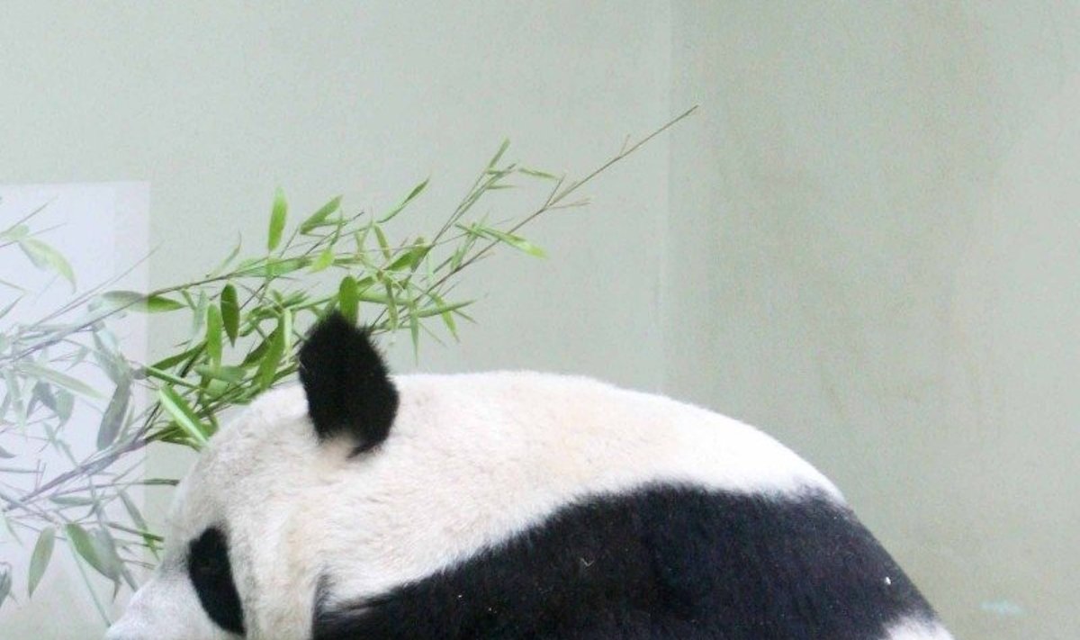 Panda Chengdu rezervate (asociatyvi nuotr.)