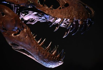 Naujajame muziejuje bus eksponuojami seratopsų, alozaurų ir kitų priešistorinių padarų skeletai. Asociatyvi nuotr.