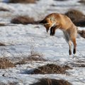 Lapės laukuose pelinėja ir ruošiasi paslaptingoms tuoktuvėms