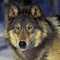 Kitas vilkų medžioklės sezonas bus ilgesnis