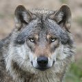 Vilkų medžioklės sezonas artėja prie pabaigos: kvota beveik išnaudota