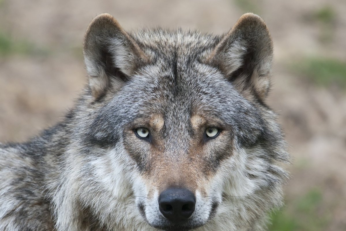 Европа переживает нашествие волков. И думает, не пора ли менять правила  охоты - Delfi RU