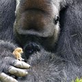 Dydis nesvarbu: milžiniška gorila susirado patį mažiausią draugą