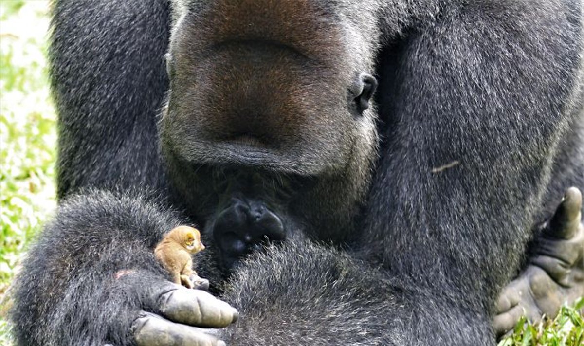 Gorilos Bobo ir galaginio draugystė