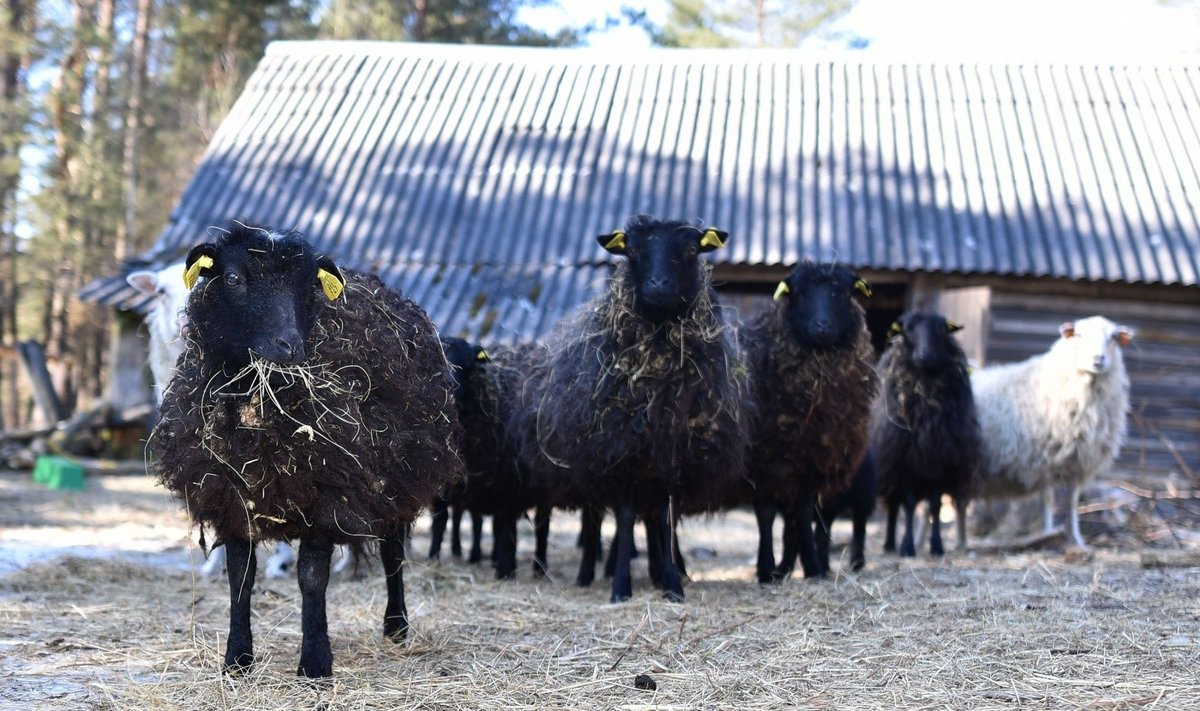 Laura Garbštienė ir jos avių ūkis