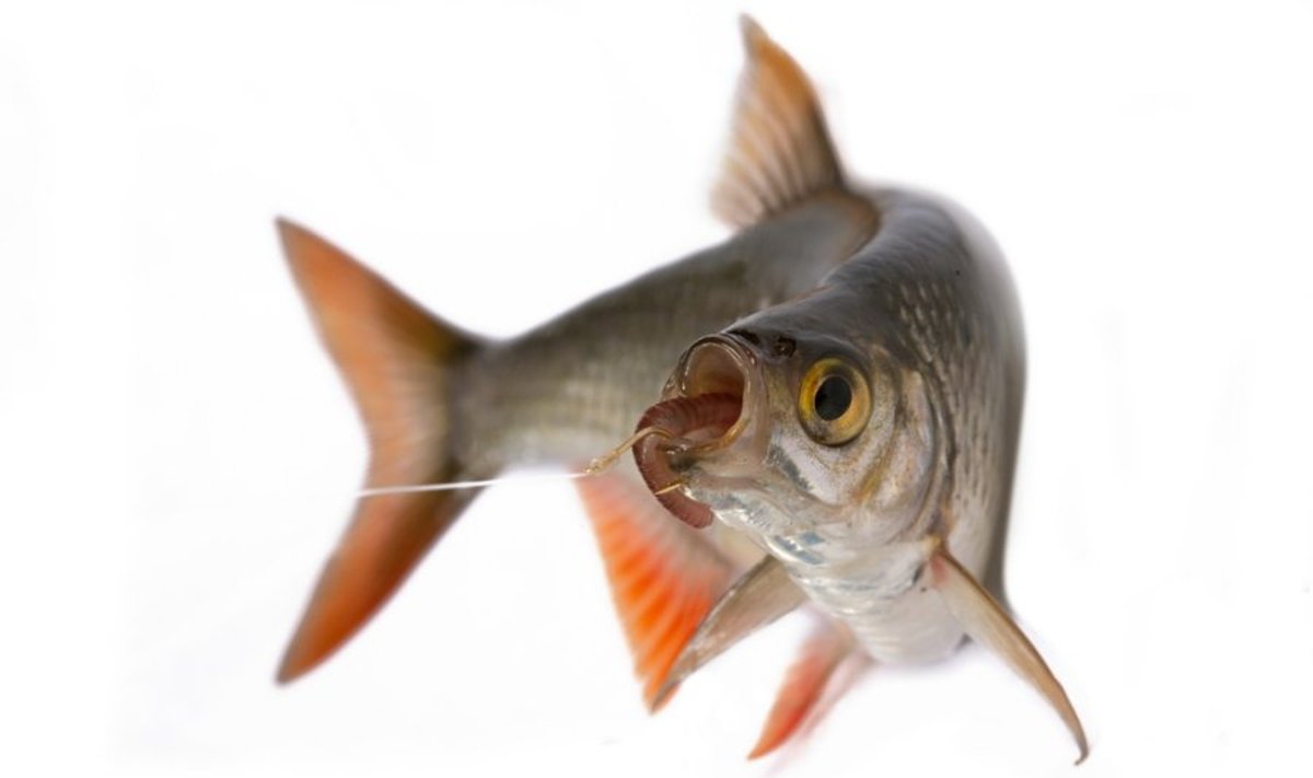 Jūroje ir kituose vandens telkiniuose gyvenančios žuvys, misdamos gali užsikrėsti lervomis