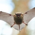 Girulių forte aptikta itin reta Lietuvoje šikšnosparnių rūšis