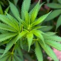 В Британии скоро легализуют употребление марихуаны в медицинских целях