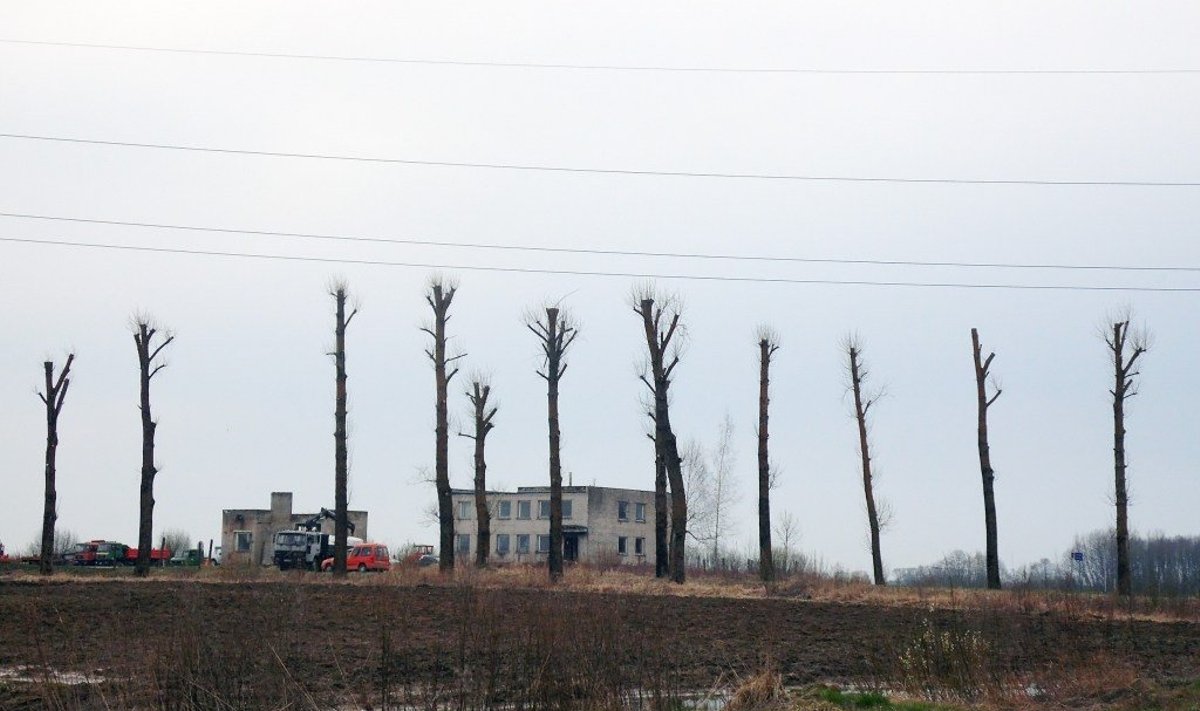 Dėl elektros linijų saugumo reikalavimų seniunijose bus genimi medžiai
