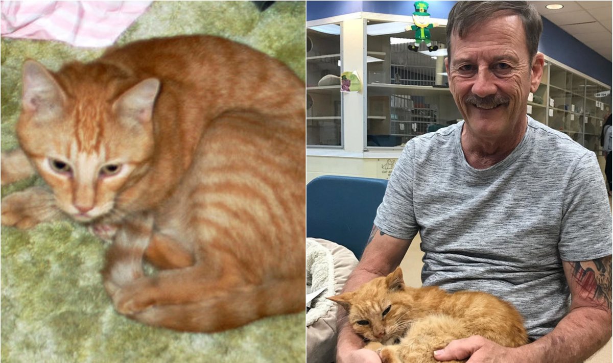 14 metų dingęs katinas pagaliau grįžo namo