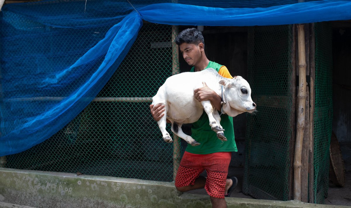  Rani, visiškai subrendusi 23 mėnesių amžiaus Butano veislės karvė, yra vos 51 cm ūgio.