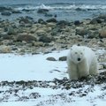 Naujos technologijos suteikia galimybę „pasivaikščioti“ tarp baltųjų lokių