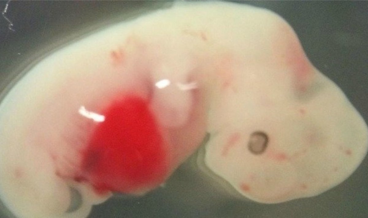 Žmogaus ir gyvūno hibridinis embrionas