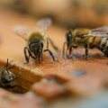 Amšiejus pasakė, kaip žiemą leidžia bitės ir ką būtina padaryti, kad jos saugiai sulauktų pavasario