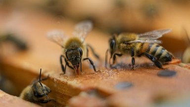 Primena, kad bitininkams įsigaliojo nauja bičių šeimų registravimo tvarka