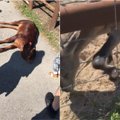 Feisbuke plinta zoologijos sodo gyvūnų nuotraukos: lankytojai sako, kad situacija baisesnė nei cirke
