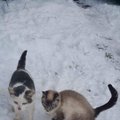 Ignalinoje išmestiems kačiukams broliukams ieškomi namai