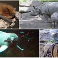 7 unikalios gyvūnų rūšys, kurios išnyko per pastarąjį dešimtmetį
