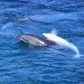 JAV išreiškė susirūpinimą dėl delfinų medžioklės Japonijoje