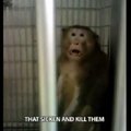 PETA telkia pajėgas "beždžionių lėktuvui" sustabdyti
