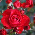 5 patarimai, kaip užauginti tobulas rožes